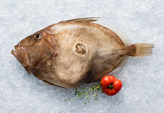 mobile-john-dory-320-221px hi