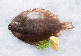 mobile-lemon-sole-320-221px hi
