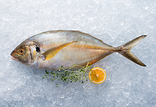 mobile-trevally-320-221px hi