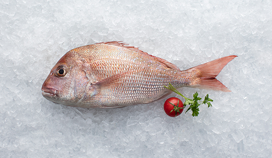 snapper-540x315px-hi 1