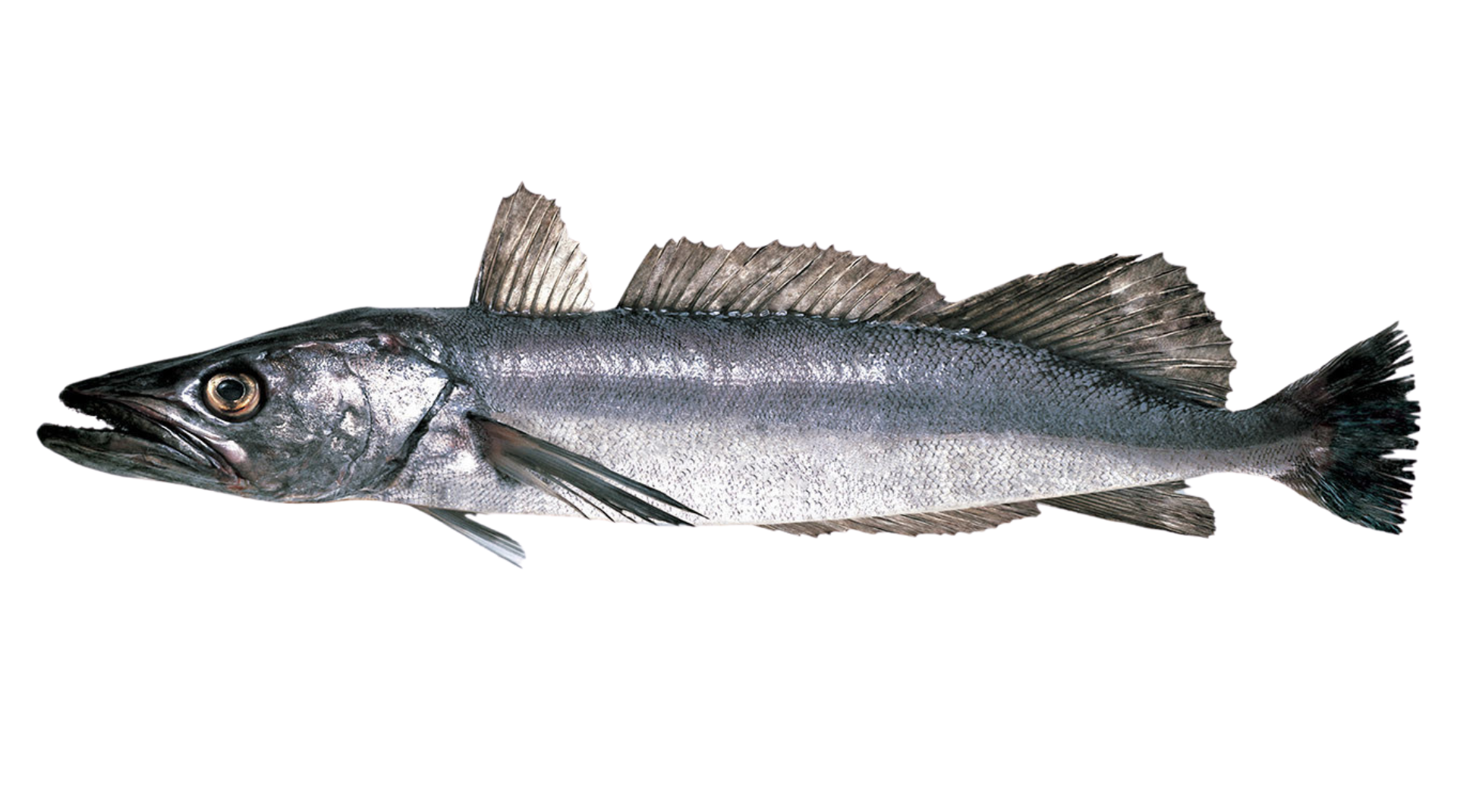 Hake – Sanford
