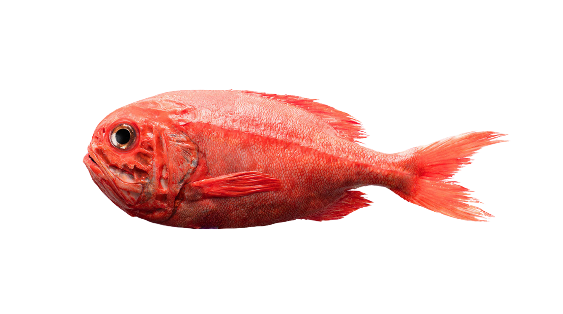 Orange Roughy – Sanford