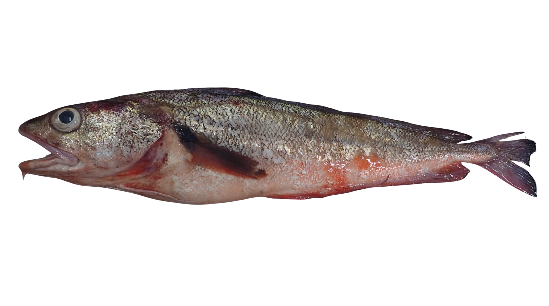 Rxd Cod Red Cod – Sanford